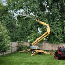 How Our Tree Care Process Works  in  Ashland, OH